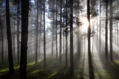 Raggi di sole nella foresta nebbiosa da Christoph Schaarschmidt