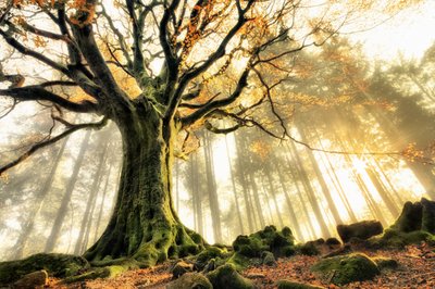 Raggi di sole nella foresta nebbiosa da Christophe Kiciak