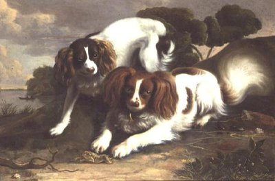 Due King Charles Spaniel che giocano con una rana da Christopher Pierson