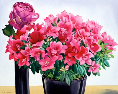 Azalea rosa da Christopher Ryland