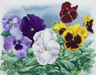 Viola del pensiero da Christopher Ryland