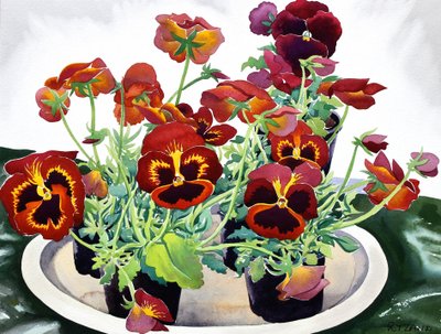 Viola del pensiero, 2018 da Christopher Ryland
