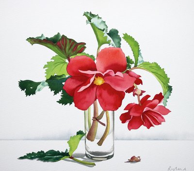 Begonia rossa da Christopher Ryland