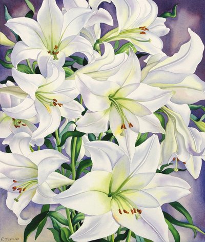 Gigli bianchi da Christopher Ryland