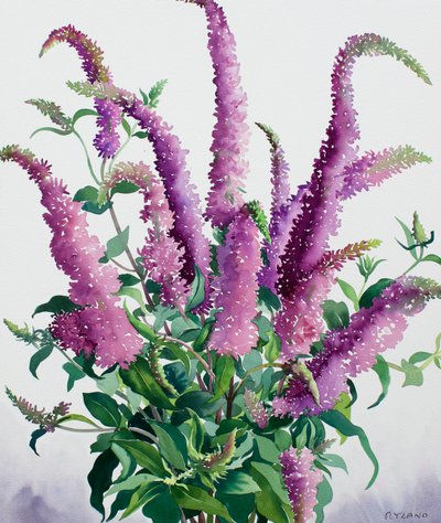 Buddleia selvatica da Christopher Ryland