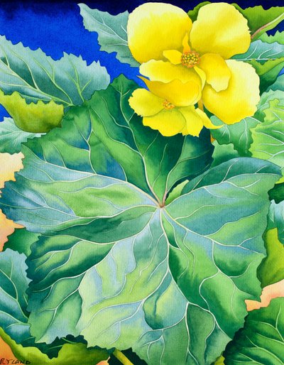 Begonia gialla da Christopher Ryland