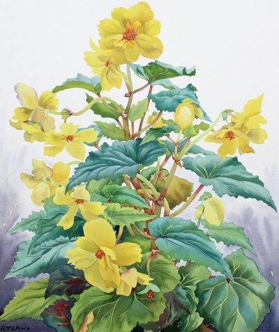 Begonia gialla 2 da Christopher Ryland