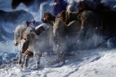 Cavalli selvaggi eterei da Chuanxu Ren