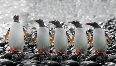 Cinque pinguini curiosi da Chuanxu Ren
