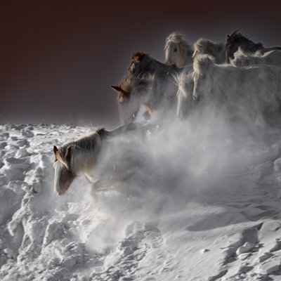 Cavalli delle nevi al galoppo da Chuanxu Ren