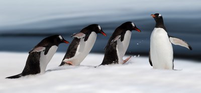 Il pinguino di Gentoo in azione da Chuanxu Ren