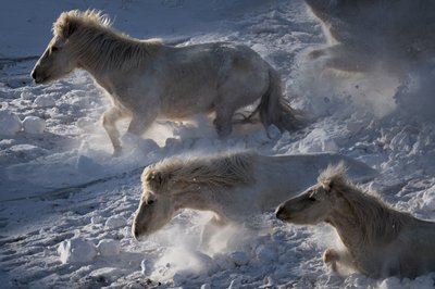 Cavalli islandesi nella neve da Chuanxu Ren