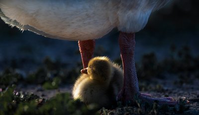 Il calore di Mamma Anatra da Chuanxu Ren
