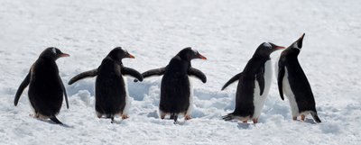 Pinguini durante una passeggiata sulla neve da Chuanxu Ren