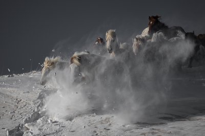 Cavalli selvaggi che corrono sulla neve da Chuanxu Ren