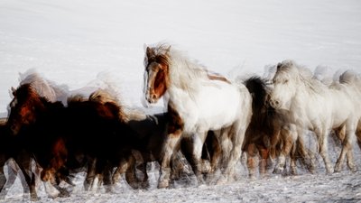 Cavalli selvaggi in movimento d