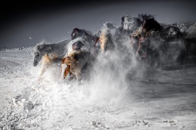 Corsa sfrenata dei cavalli invernale da Chuanxu Ren