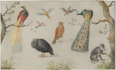 Studio di uccelli e scimmia da Circle of Jan van Kessel the Elder