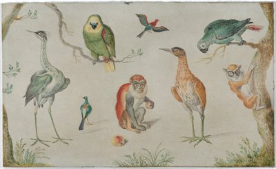 Studio di uccelli e scimmie da Circle of Jan van Kessel the Elder