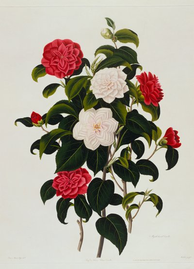 Camellia Buff o Hume