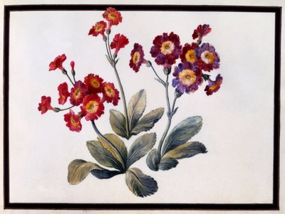 Auricula da Claude Aubriet