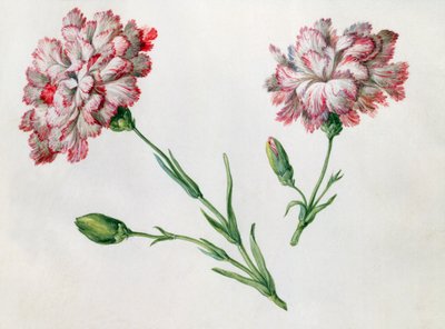 Garofani da Claude Aubriet