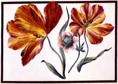 Tulipani e anemone, c.1690 da Claude Aubriet
