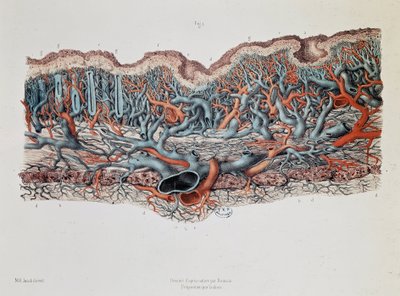 Anatomia macroscopica delle membrane mucose dell