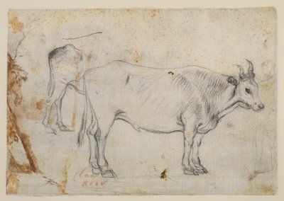 Studio di un bue da Claude Lorrain
