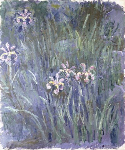 Iris da Claude Monet