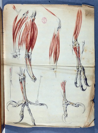 Anatomia di una zampa d