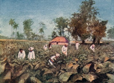 Piantagione di tabacco, Cuba da Claude Pratt