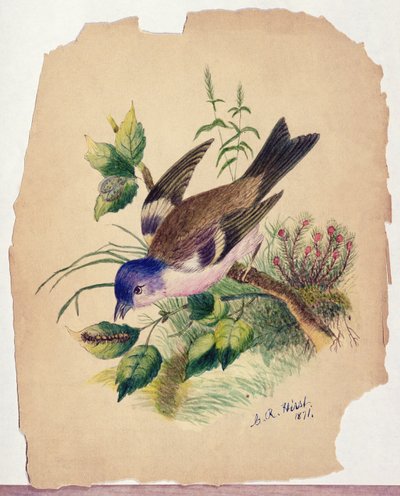 Uccello azzurro su un ramo da Claude Raguet Hirst