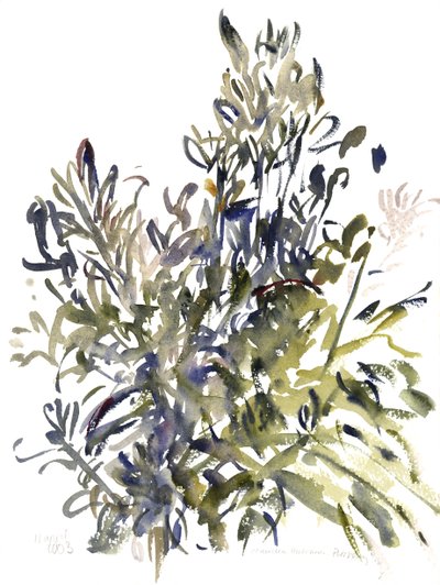 Senecio e altre piante, 2003 da Claudia Hutchins Puechavy