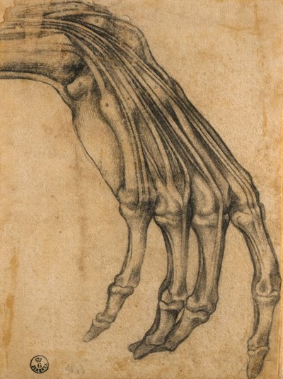 Studio anatomico di una mano da Clemente Bandinelli