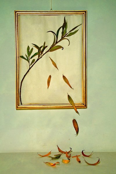  da Codruta Georgescu