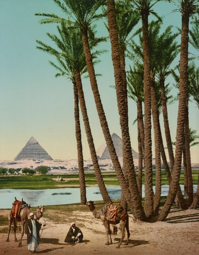 Palme, Beduini e Piramidi, Il Cairo, Egitto da Company Photoglob