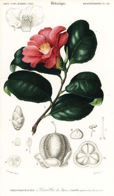 Camelia giapponese, Camellia japonica (incisione) da Conrad Johann Theodor Susemihl