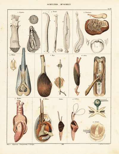 Anatomia dei molluschi bivalvi (litografia) da Conrad Kull