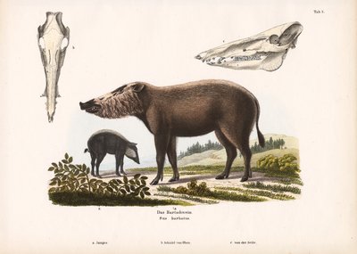 Maiale barbuto con giovane e vista del cranio da Conrad Kull