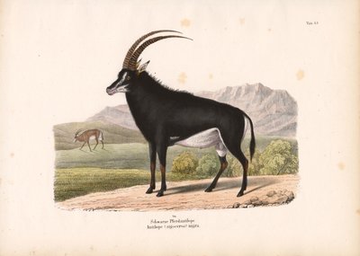  da Conrad Kull