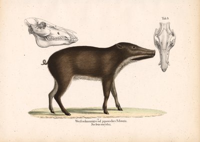 Cinghiale giapponese con vista sul cranio da Conrad Kull