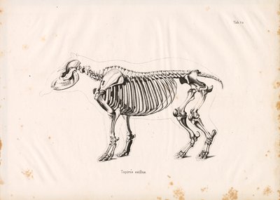  da Conrad Kull