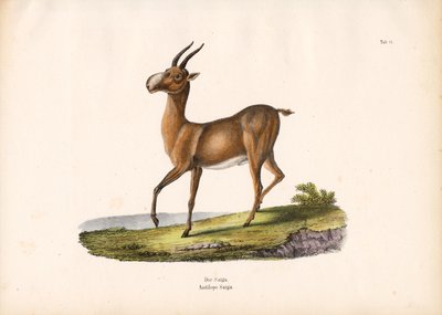  da Conrad Kull