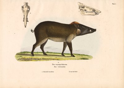  da Conrad Kull