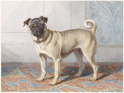 Ritratto del carlino di Edwin vom Rath da Conradijn Cunaeus