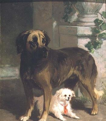 Un mastino e un bichon da Conradyn Cunaeus