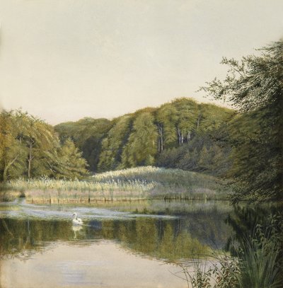 Cigni sul laghetto di Paddington, 1860s da Constance Phillott