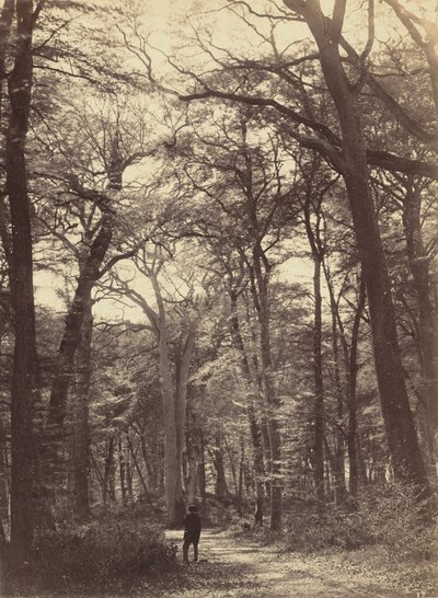 Scena Forestale da Constant Alexandre Famin