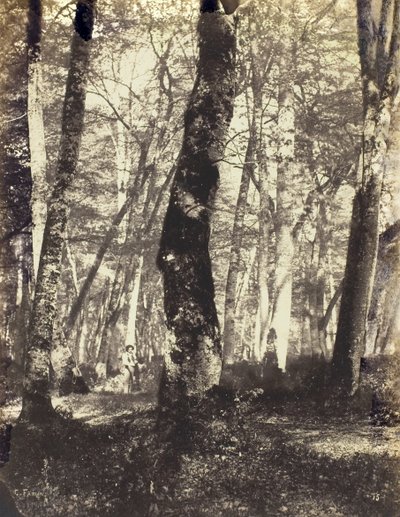Studio nella foresta di Barbizon da Constant Alexandre Famin